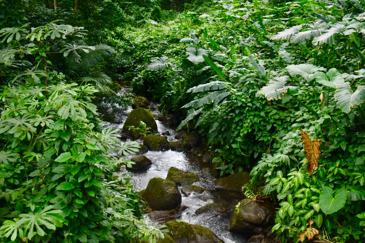 Manoa Falls Trail Hike