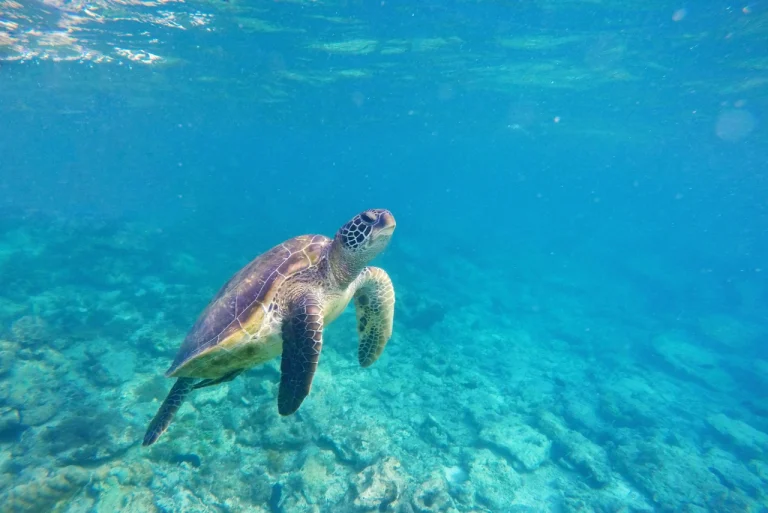 Sea Turtle