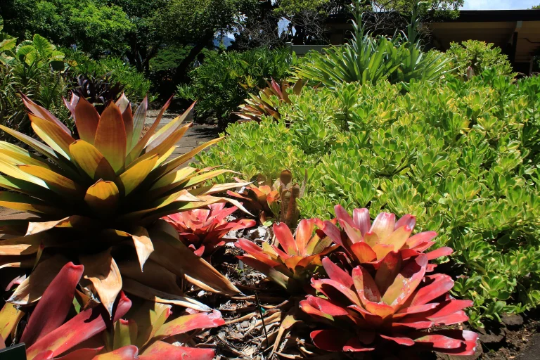 Foster Botanical Garden