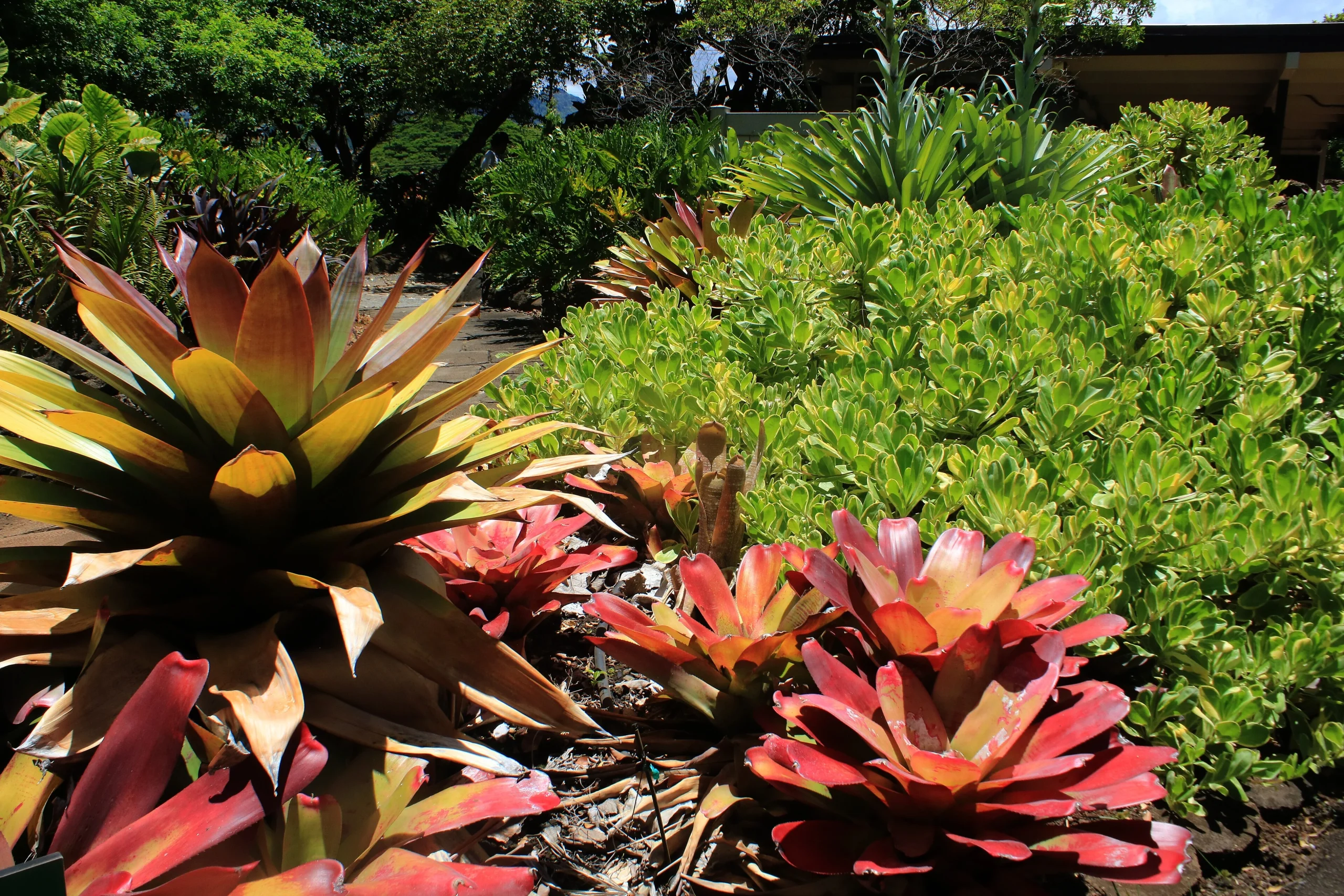 Foster Botanical Garden