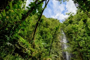 Manoa Falls