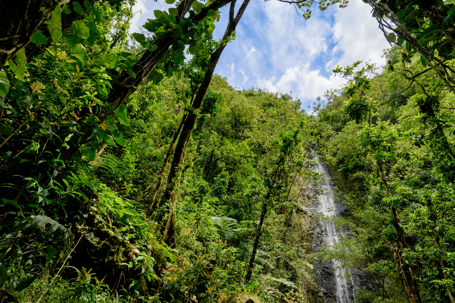 Manoa Falls