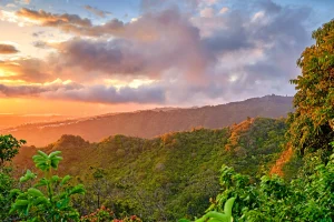 Oahu Jungle at Sunset