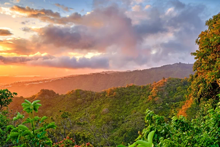 Oahu Jungle at Sunset