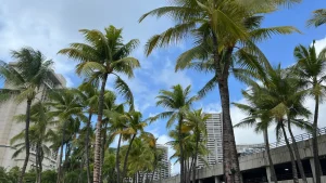 Palm Trees in Urban Honolulu