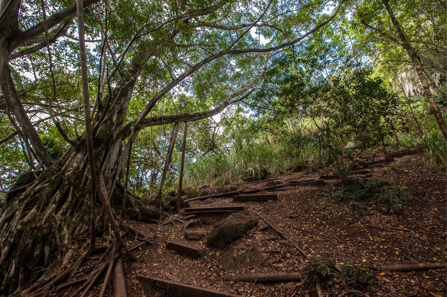 Pillbox Hike Trail