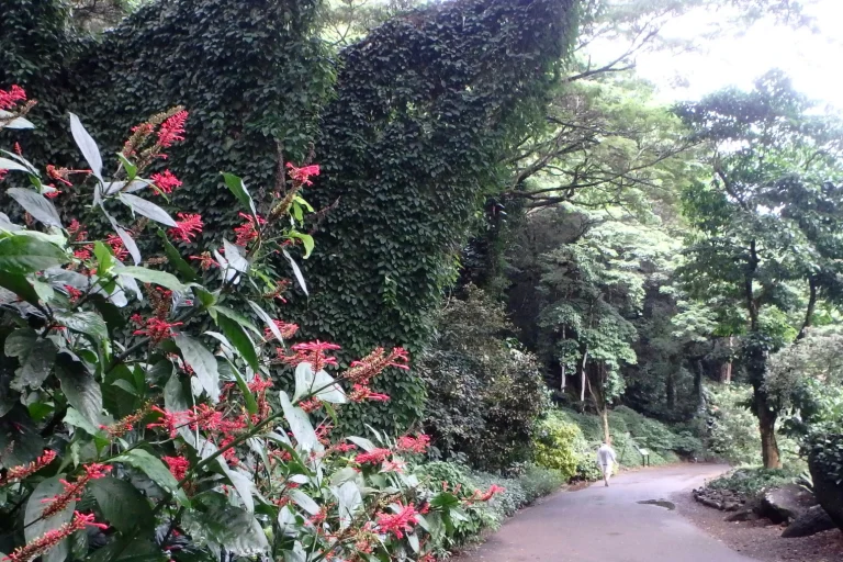 Waimea Valley Footpath