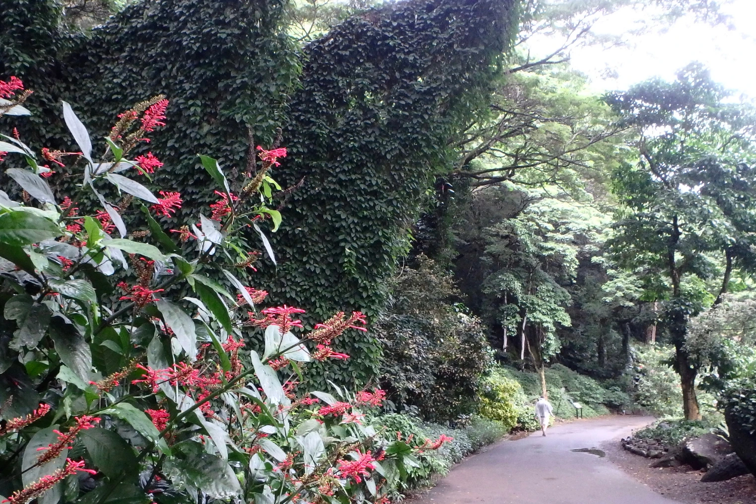 Waimea Valley Footpath
