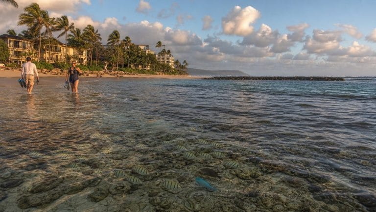 best oahu snorkel bases