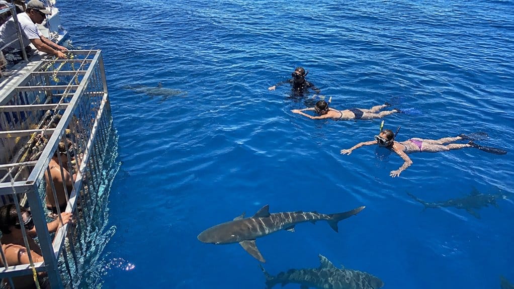 cage free shark swim procedure