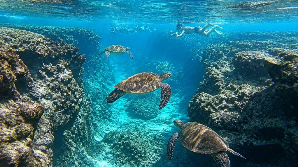 dependable waikiki turtle snorkeling spot
