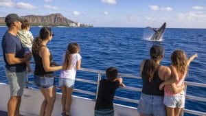 family friendly oahu whale watching tours