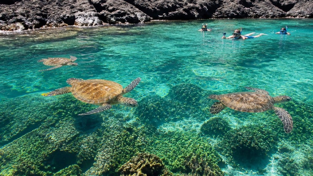 honu rich reef with cleaning