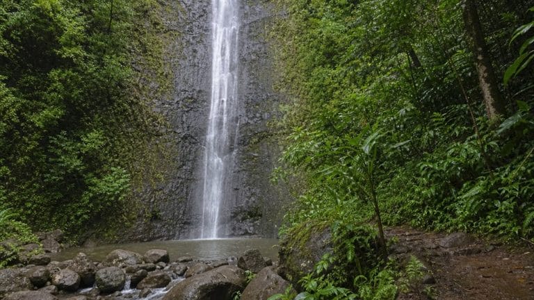 in manoa valley oahu