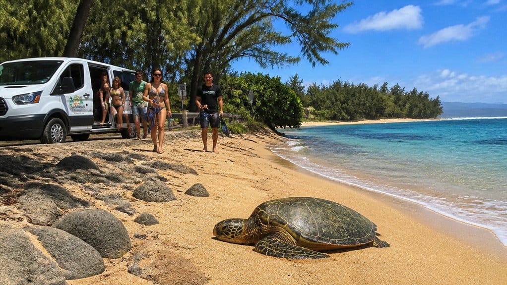 morning north shore turtle snorkel