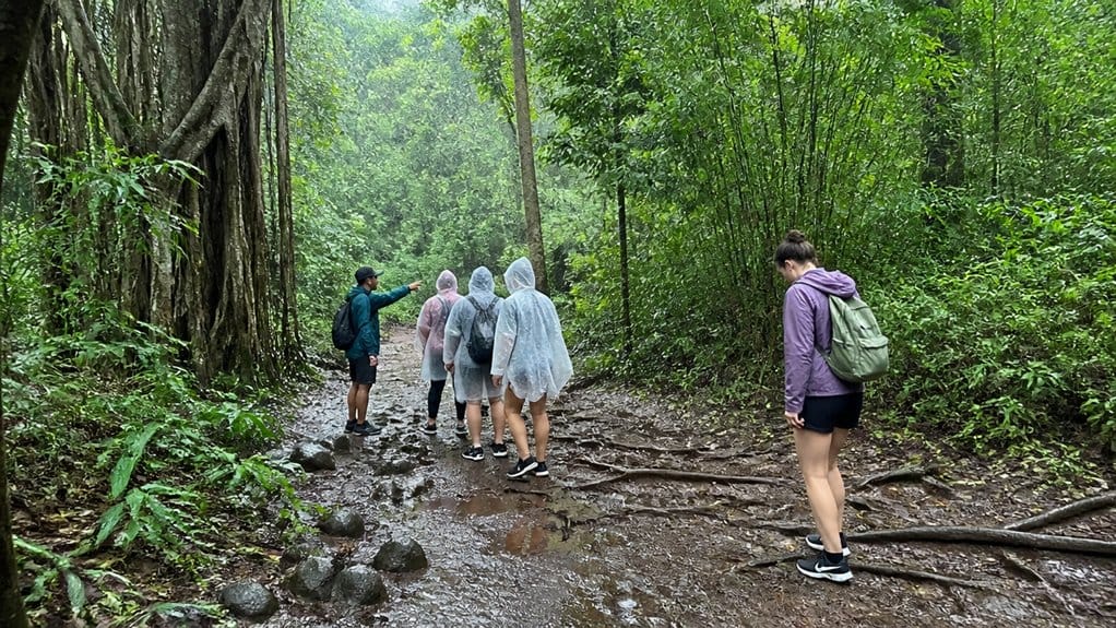 muddy shaded rainforest waterfall walk