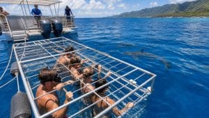 north shore oahu shark diving