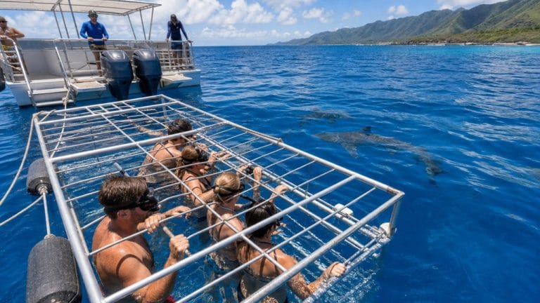 north shore oahu shark diving