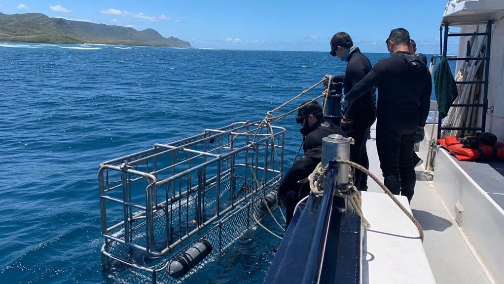 Oahu Shark Dive on the North Shore: Cage, Boat, and Safety Guide