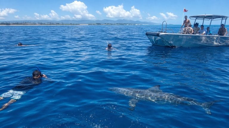 oahu cage free shark swim