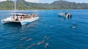oahu dolphin tour comparison