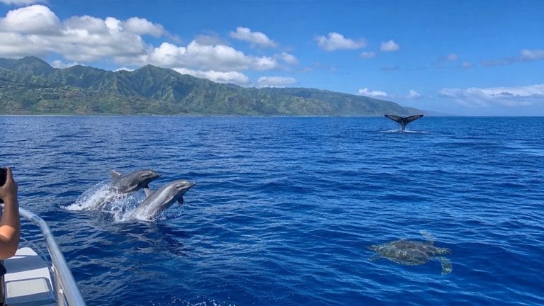 ocean views wildlife cruises