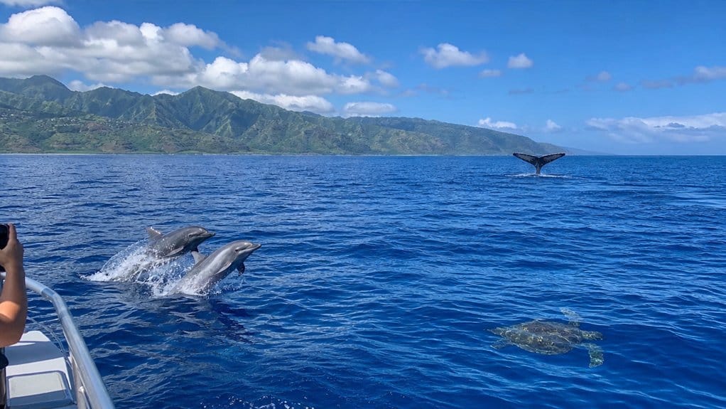 Oahu Wildlife Cruises: Dolphins, Whales, Turtles, and Ocean Views