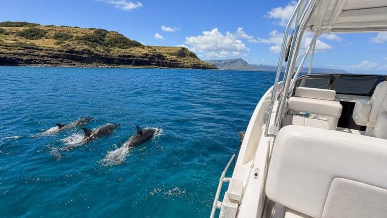private oahu west coast dolphin charter