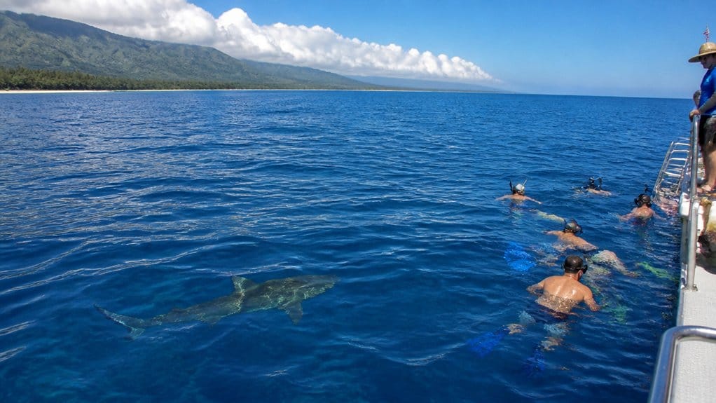 shark swim lasts 20 to 30 minutes