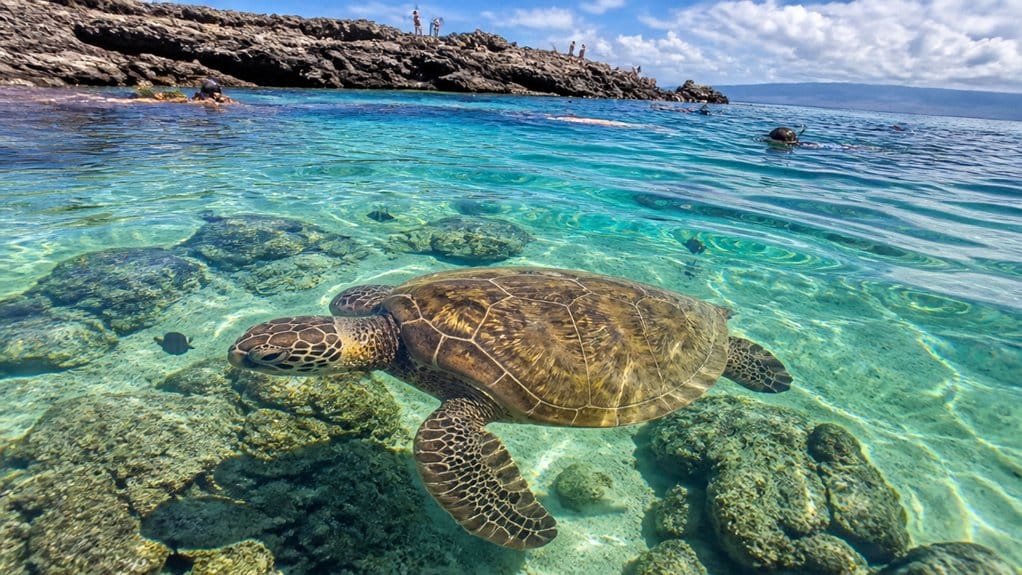 sharks cove turtle snorkeling tips