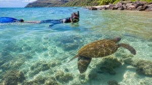 snorkel safely with turtles
