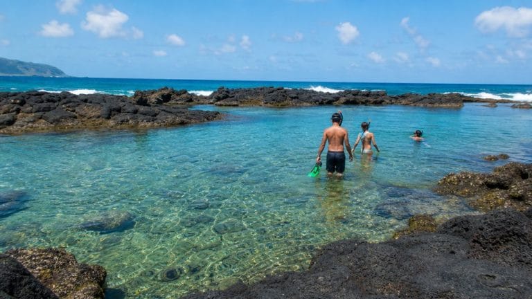 snorkeling plan for shark s cove