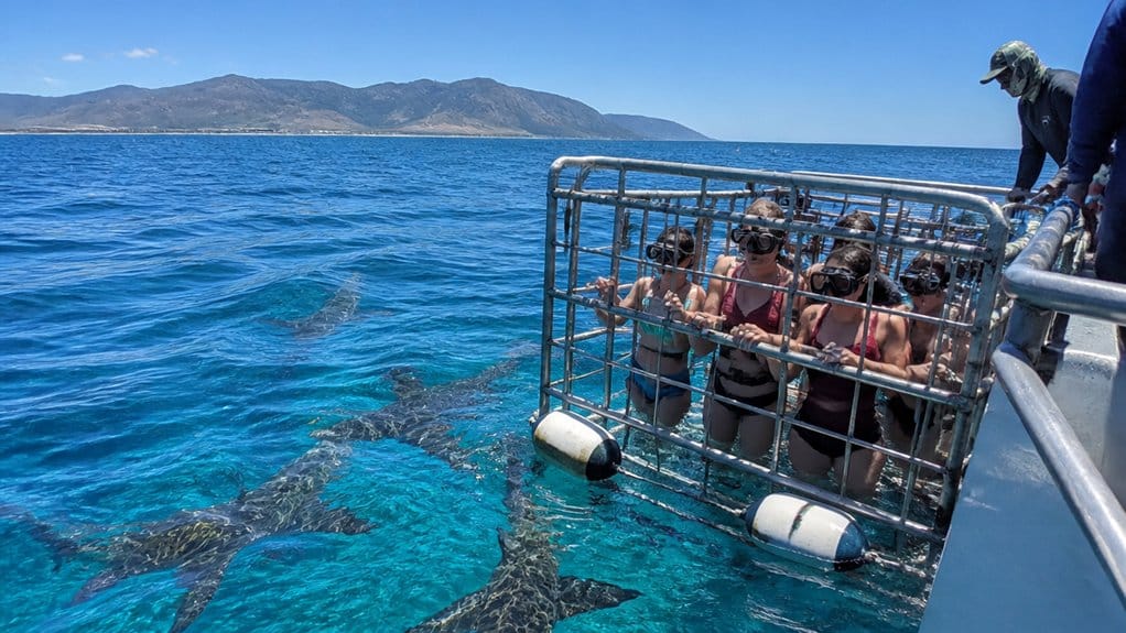 surface shark viewing with cage