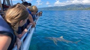 top north shore shark tours