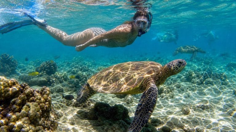 top oahu turtle snorkeling spots
