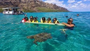 turtle canyon beginner snorkel tours