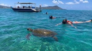 turtle canyon oahu snorkeling details