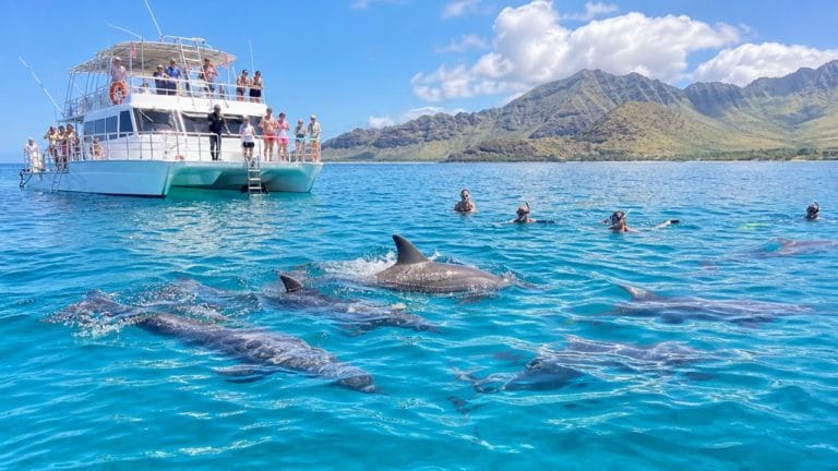 waianae dolphin swim snorkel