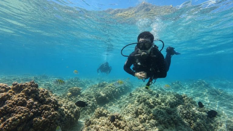 waikiki oahu reef dive trips