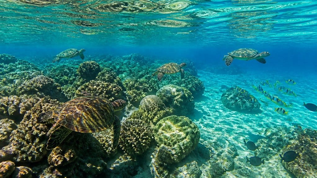 waikiki offshore turtle reef
