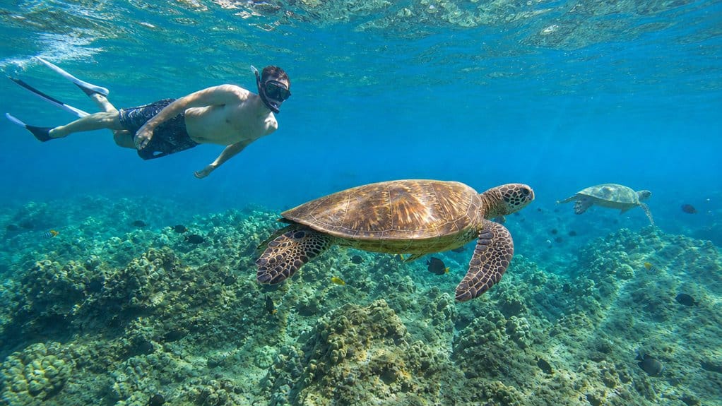 snorkeling tips for oahu turtles