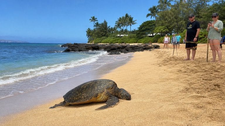 ten steps to turtle beach
